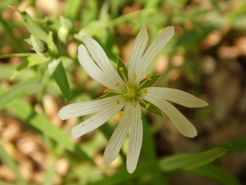 Stellaria holostea